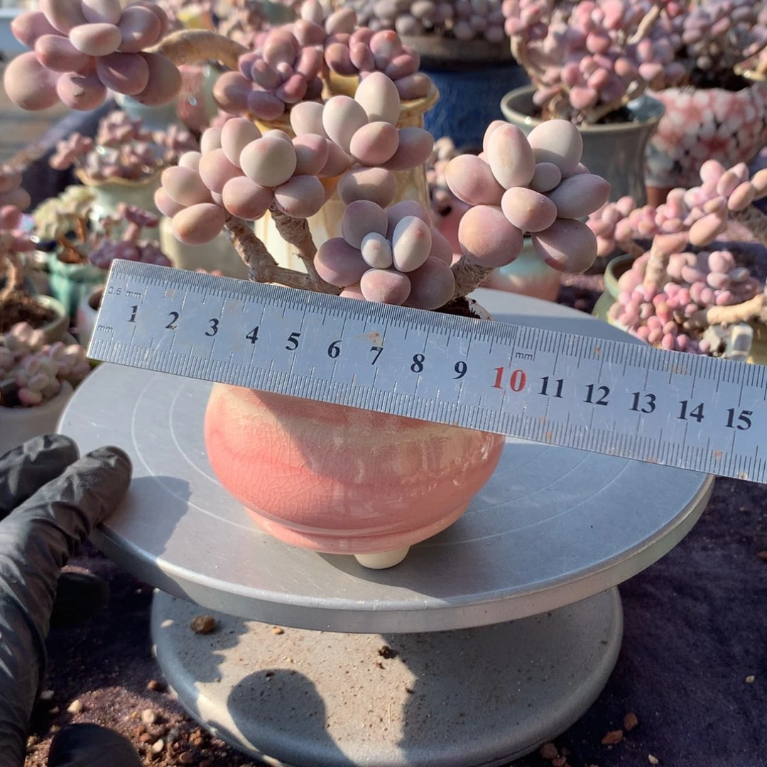 Z***真35号桃蛋带盆偏远地区不包邮的