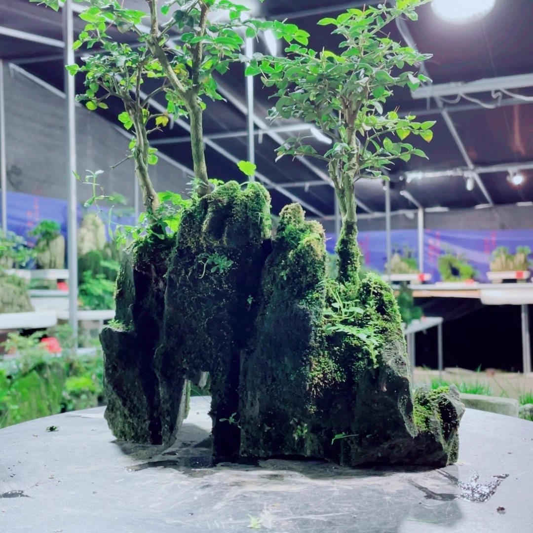 相***客无花朵新品上架一套送三本