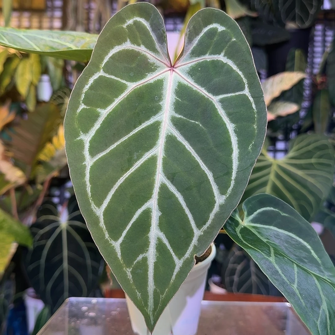 完全开放Q182红水晶杂华丽