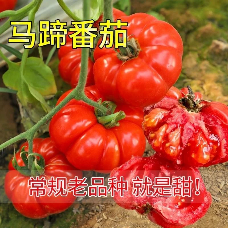 老品种马蹄番茄苗秧丑柿子牛排西红柿种子春秋沙瓤阳台瓜果种子