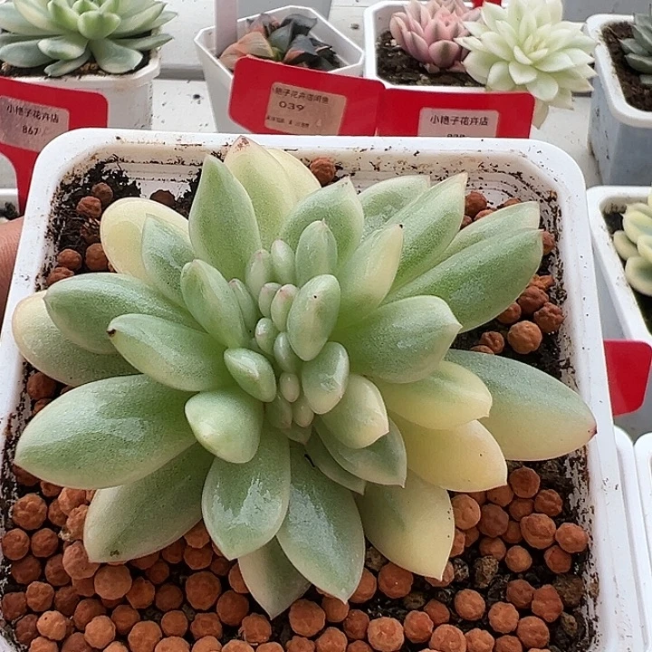 花脸橙梦露锦缀多肉