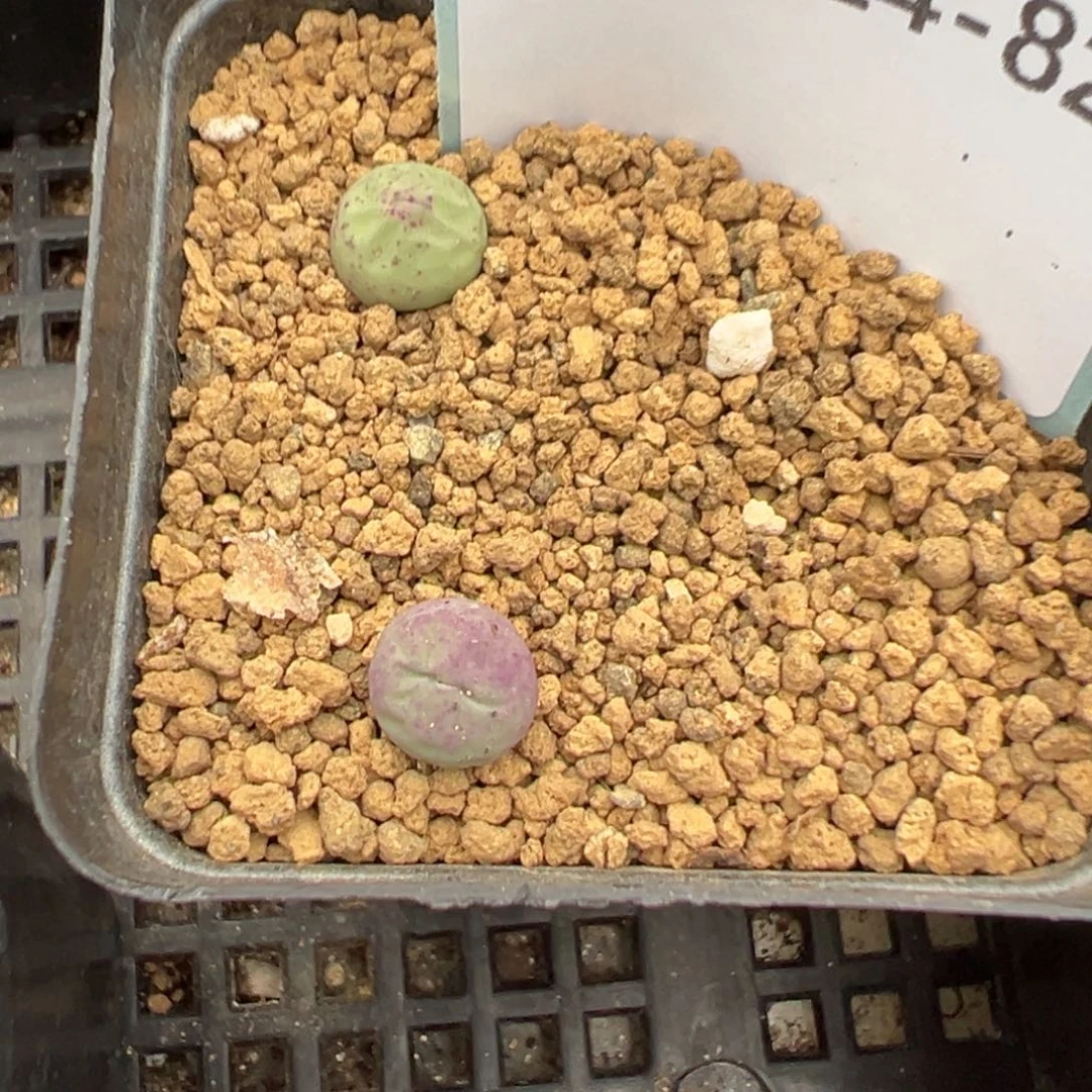 24-82肉锥多肉植物，