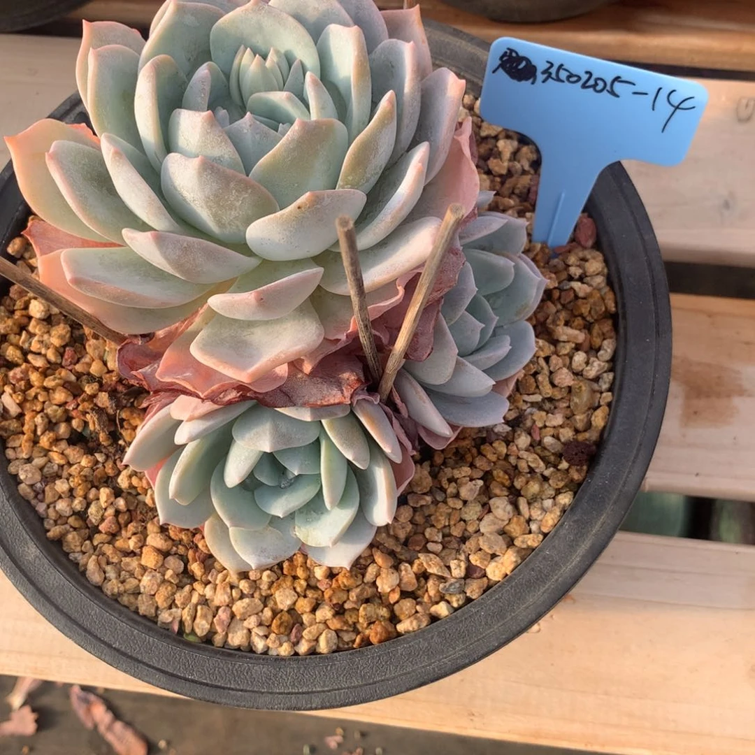 忍****g350205-14白茶