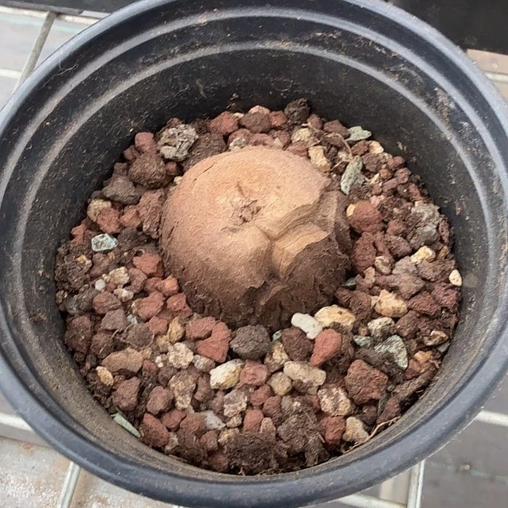 南非龟甲龙3仙人球