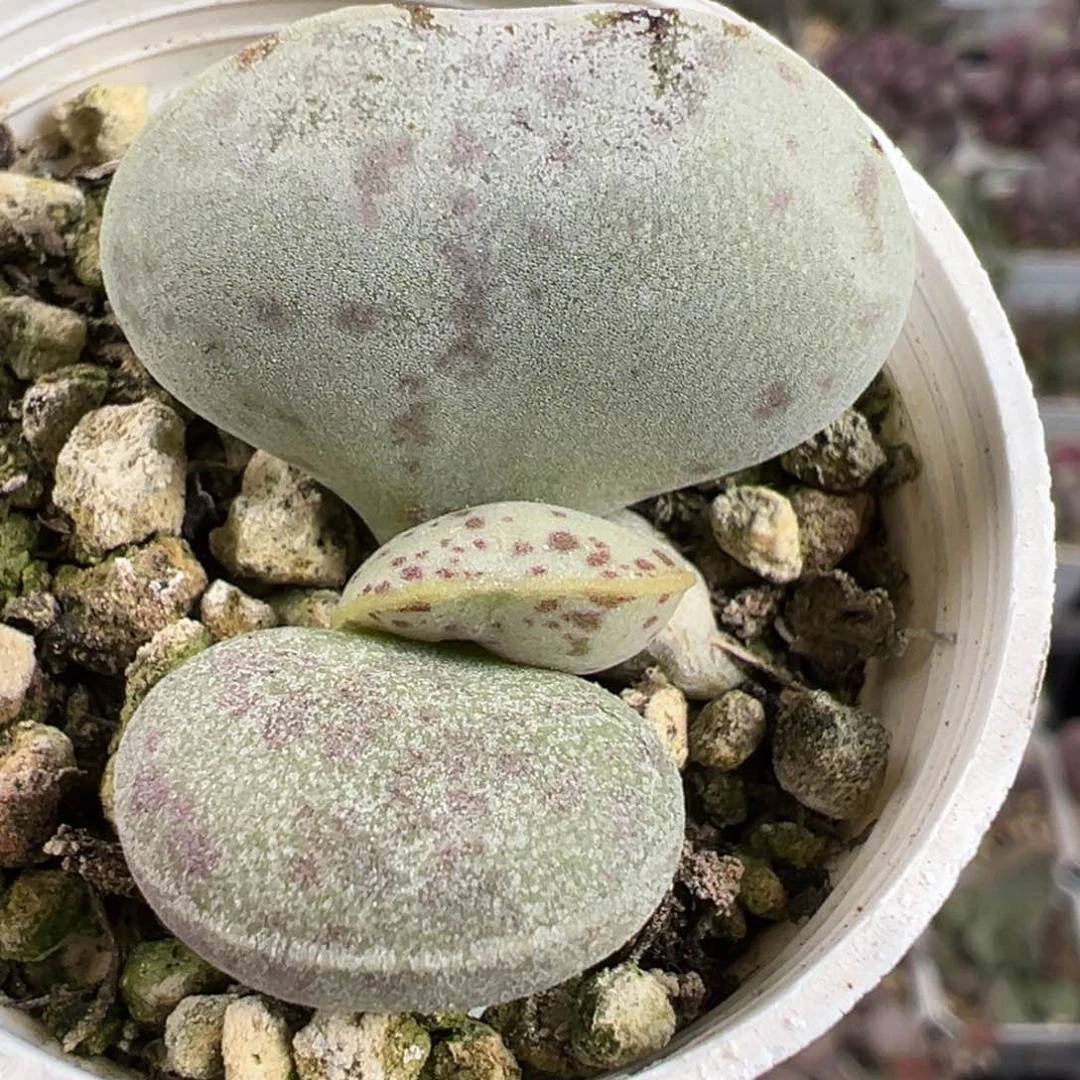 特价花蛋单头多肉植物水泡