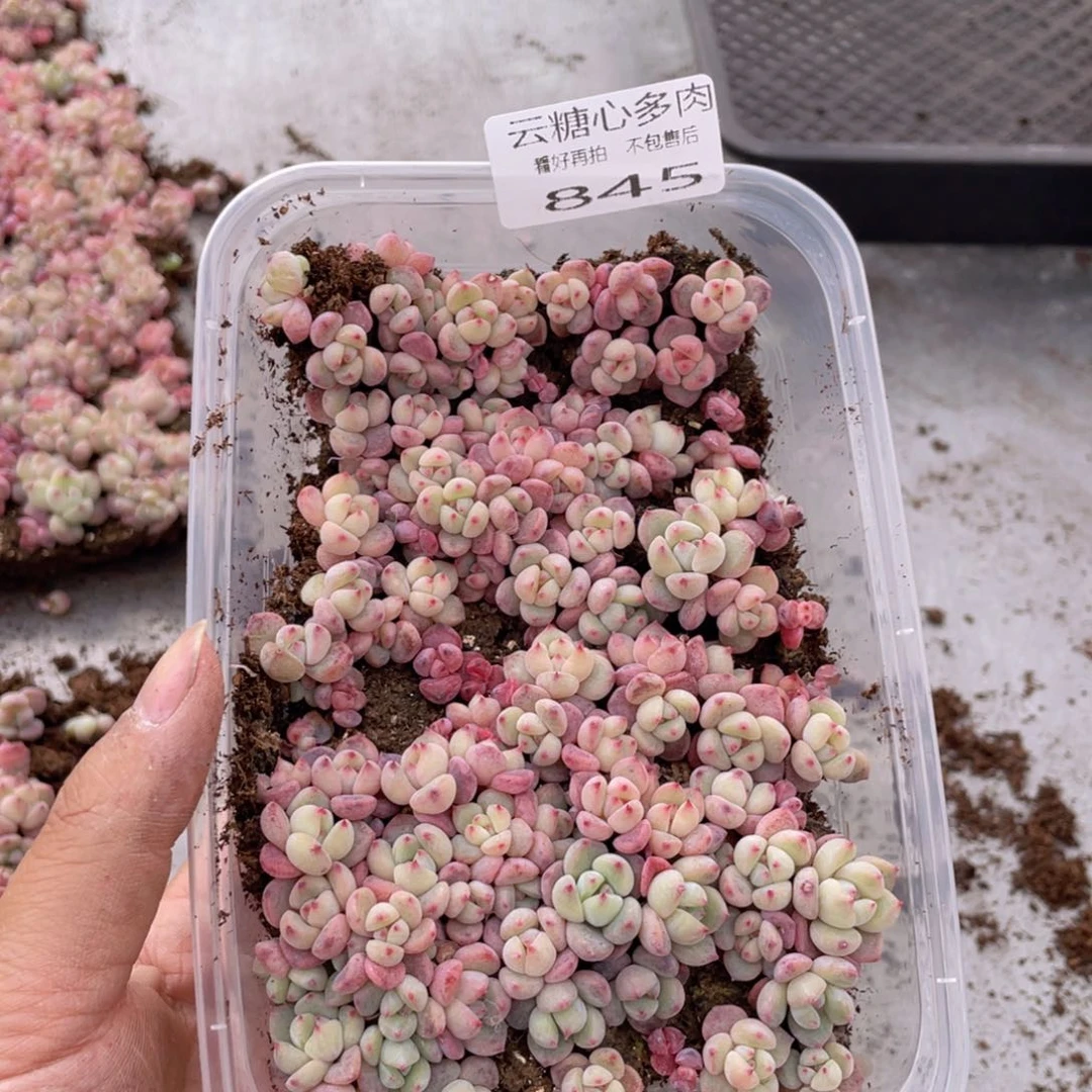 云糖心多肉植物845