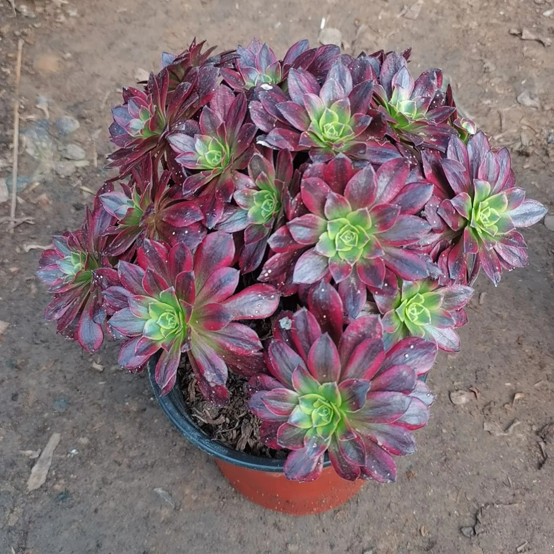 荷兰玫瑰法师多肉法师3