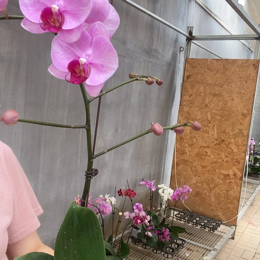 完全开放粉花大树叉1克