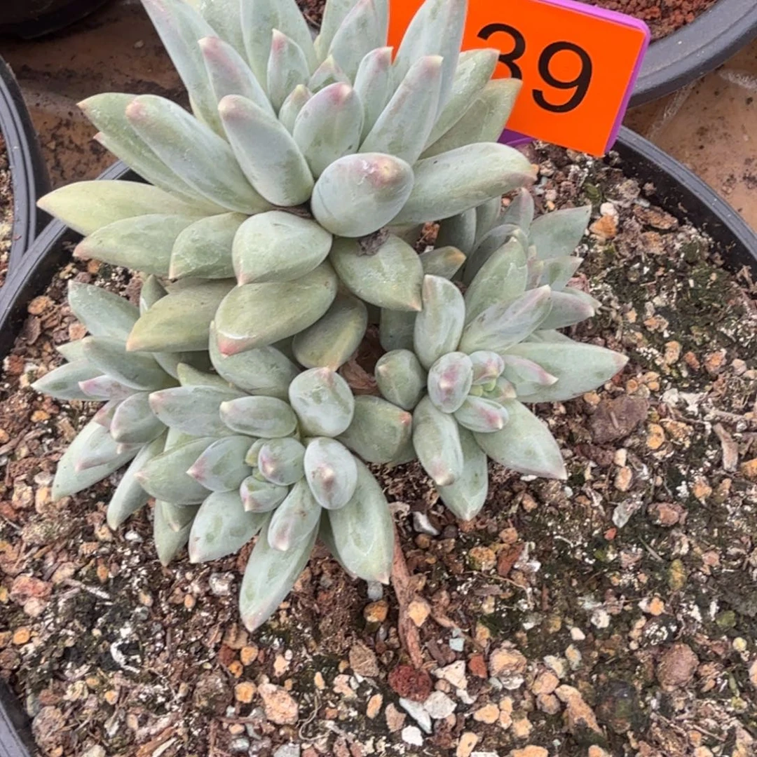 郁金香多肉植物439