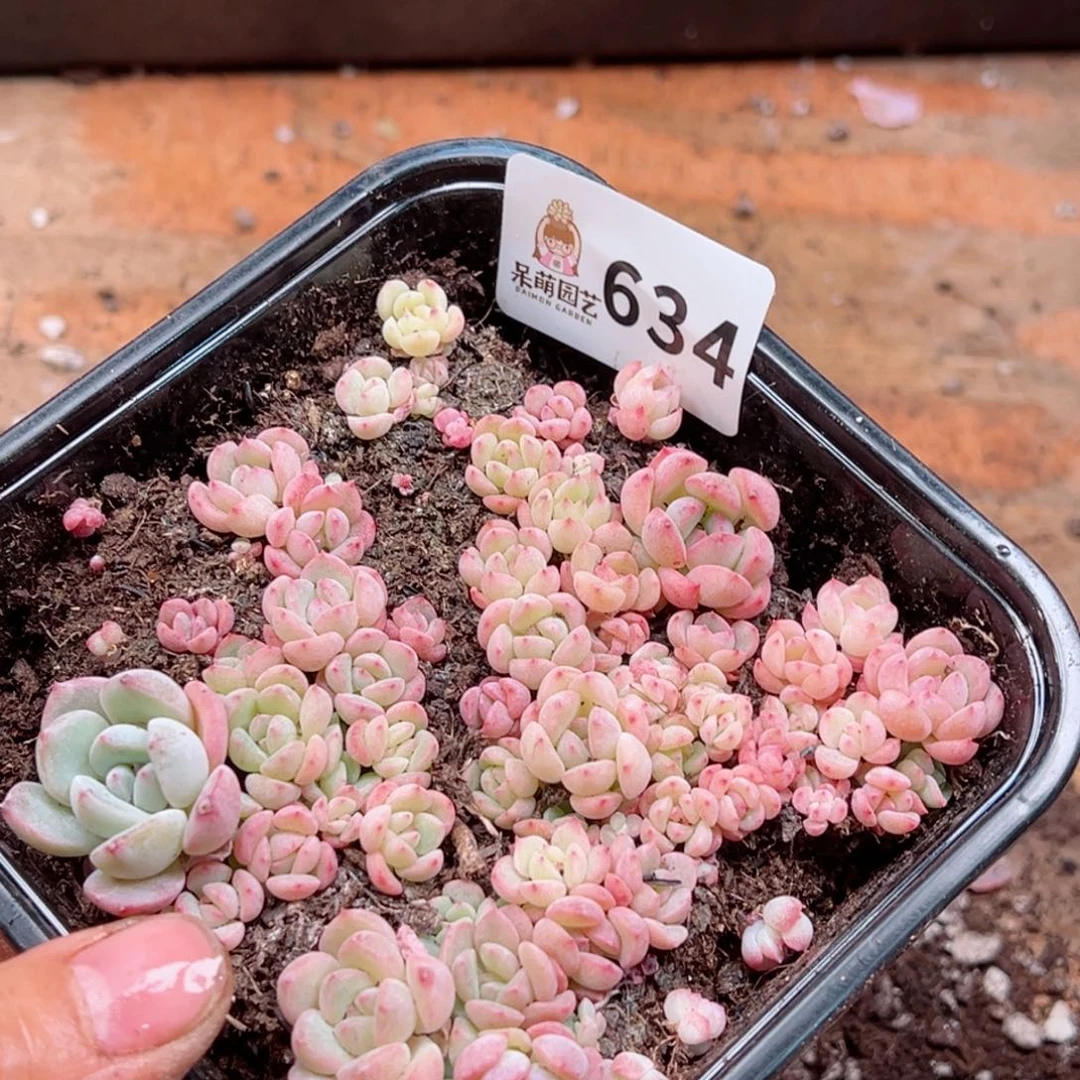 多肉植物多肉植物