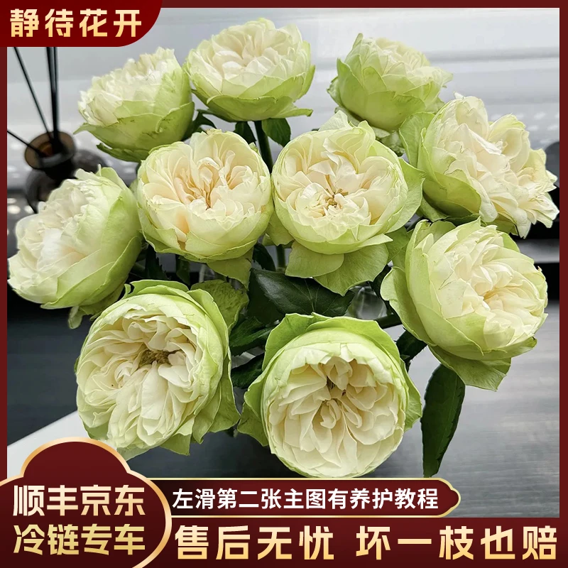 【静待花开】夏雨荷-稀有单头玫瑰 A级高品质鲜花昆明斗南基地直发