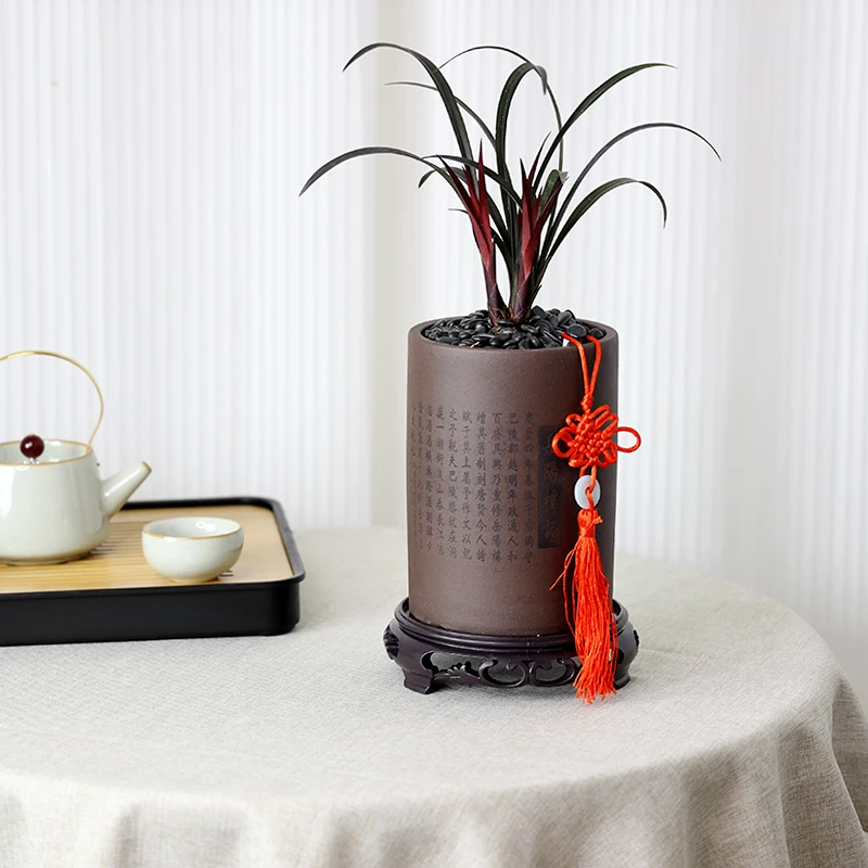 【精品兰花盆栽】高端稀有细红叶上等兰花建兰名品寒兰红草奇花室内