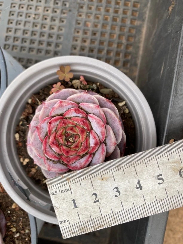 单双混搭天鹅绒 2盆 满9.9包邮