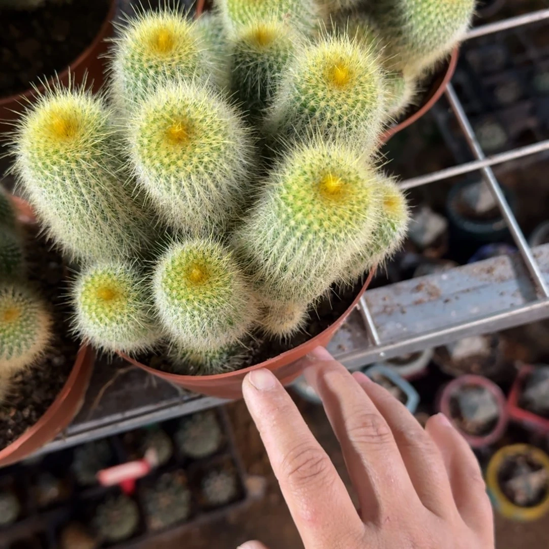 M***Y可口可乐了可口可乐