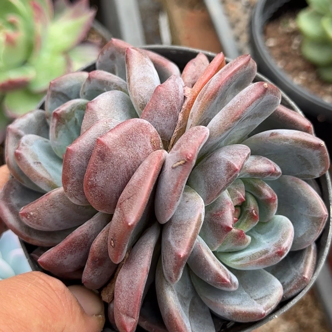 Q橙石化惊鸿一物一拍包装收缩花旱