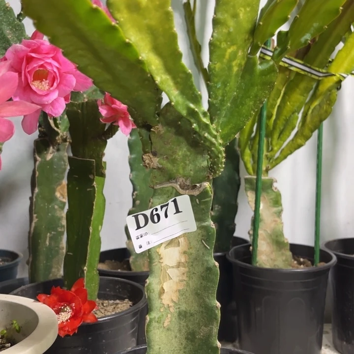 当前无花栽培后可以开花671