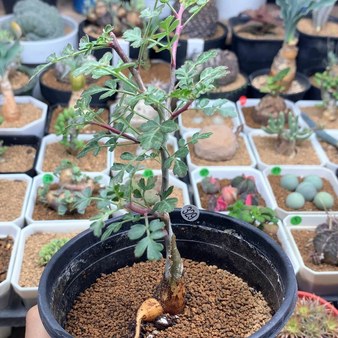 橡木漆树带盆发货329