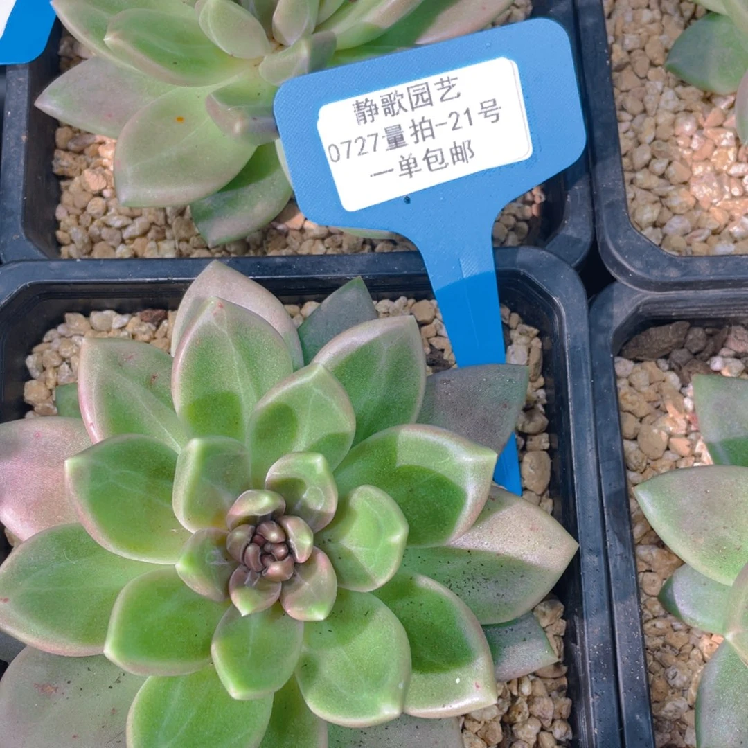 0727-21-迷雾泡泡大单头一颗量拍