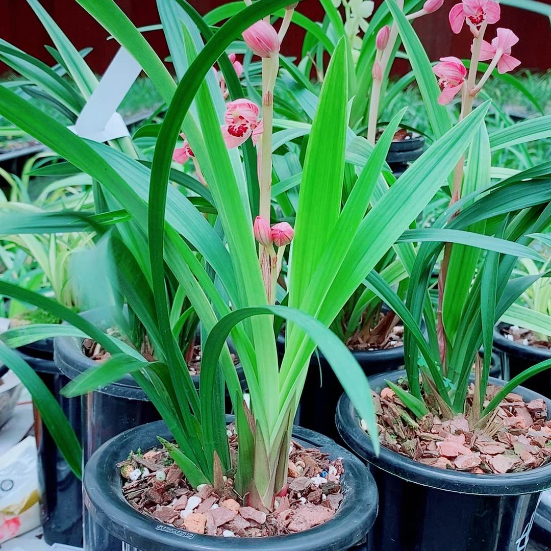 伯***鱼一物一拍花苞漂亮