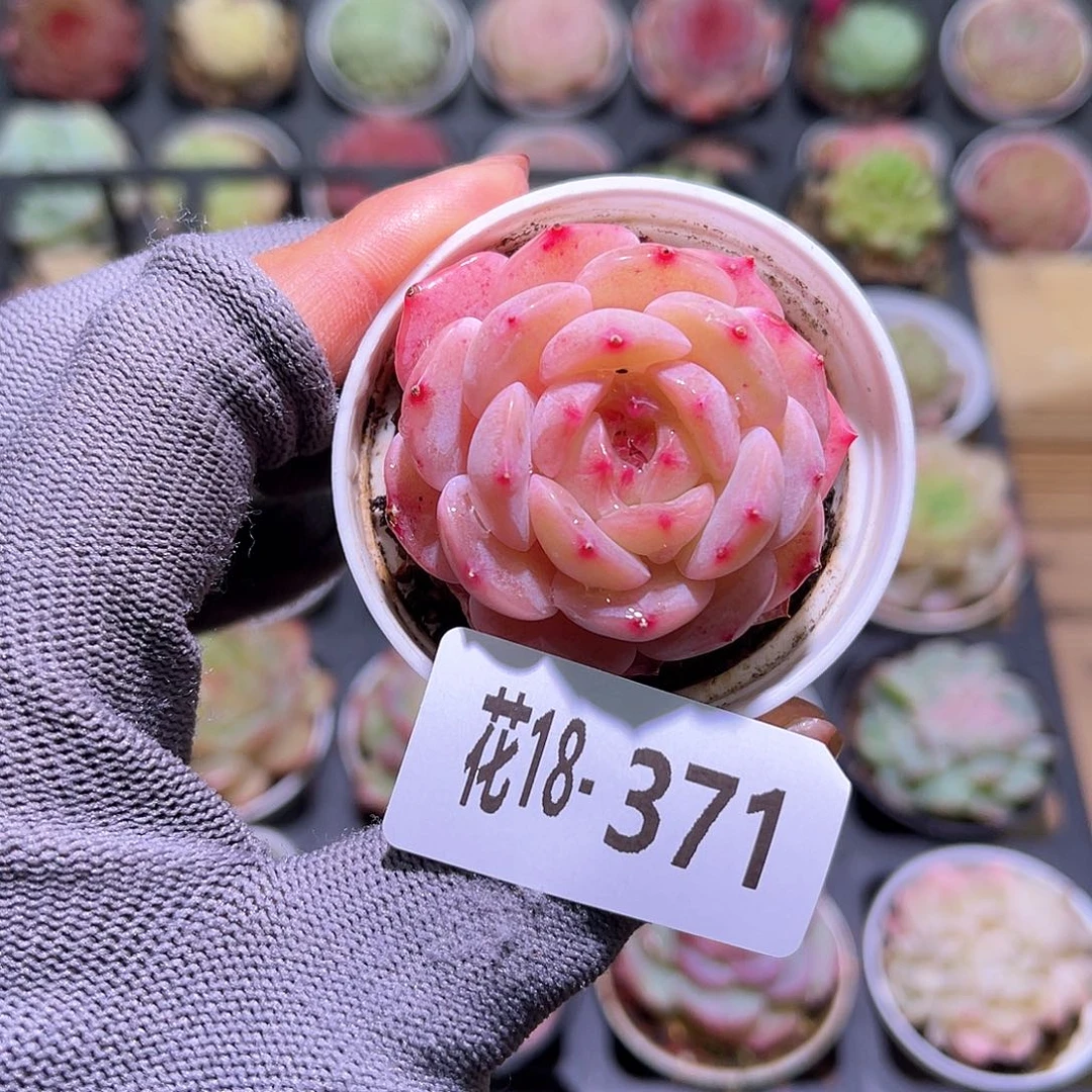 花18-371新品单头