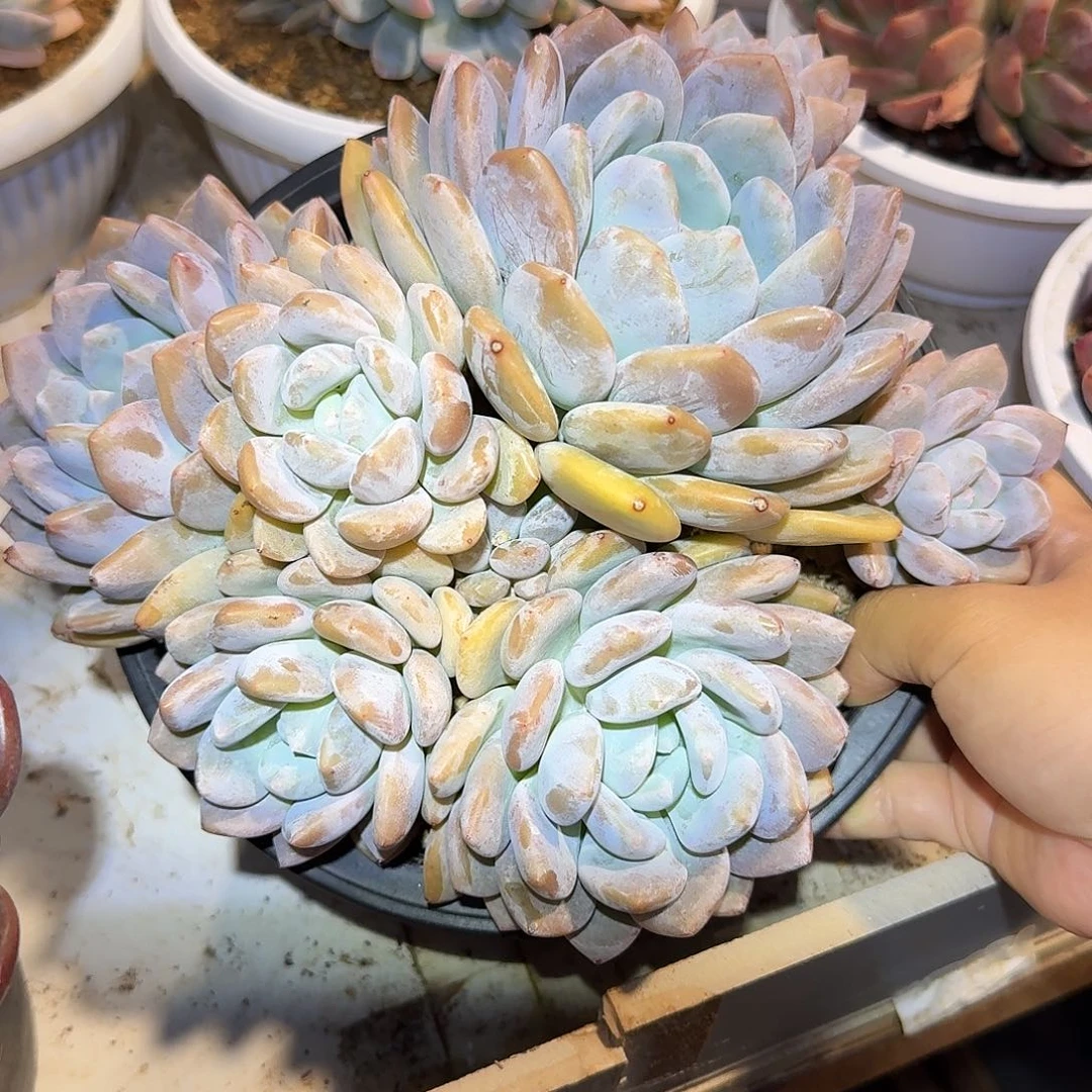 奥橙整无砍老桩群生