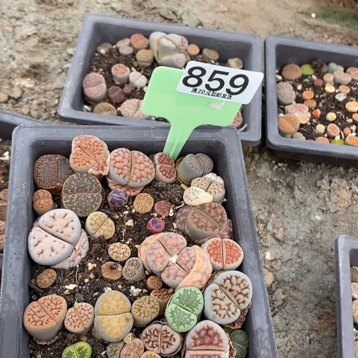 我***呀生石花小苗859