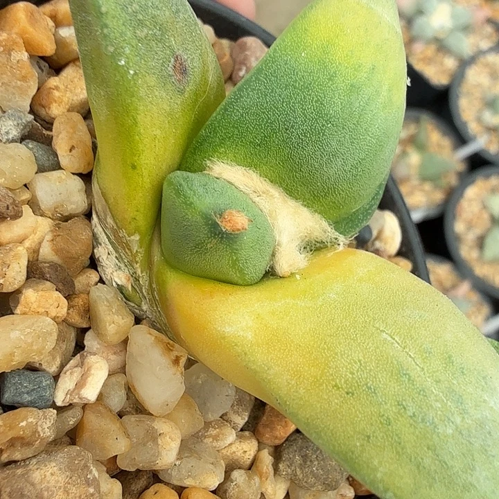 融合锦芒果一样的美货