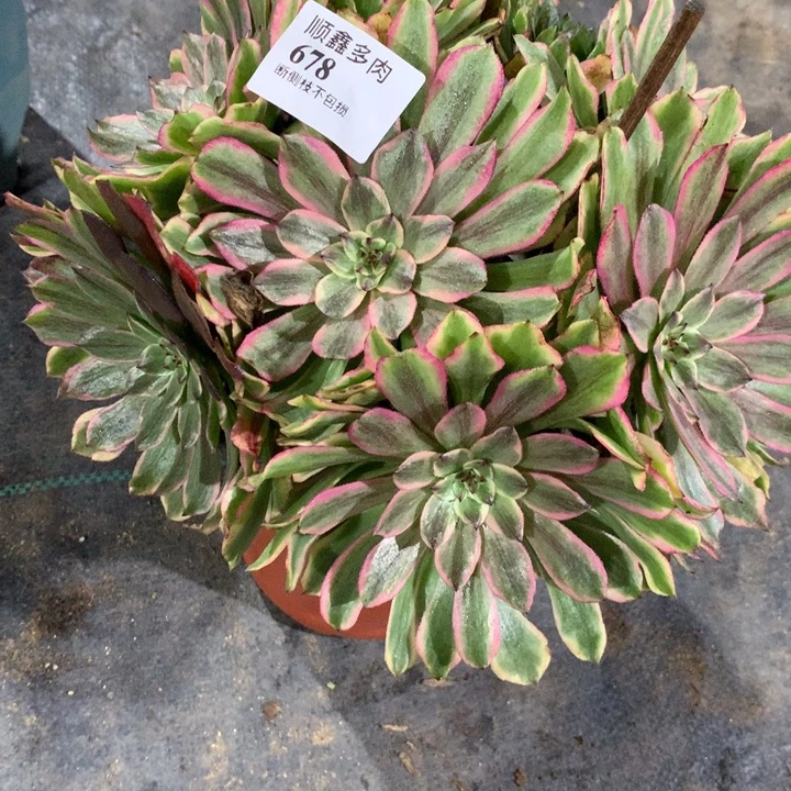 678奥黛丽多肉植物特价