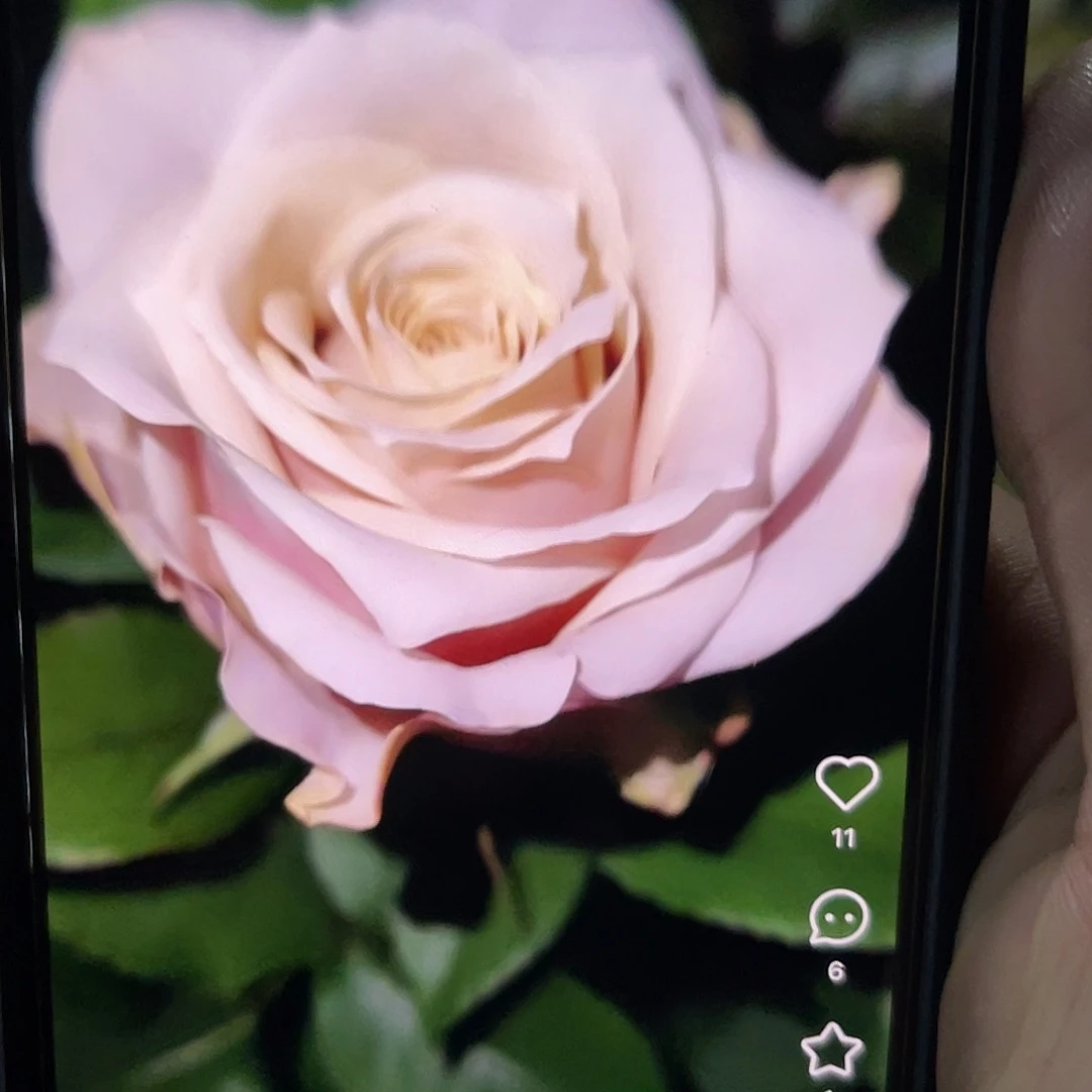 无花朵——风华大苗