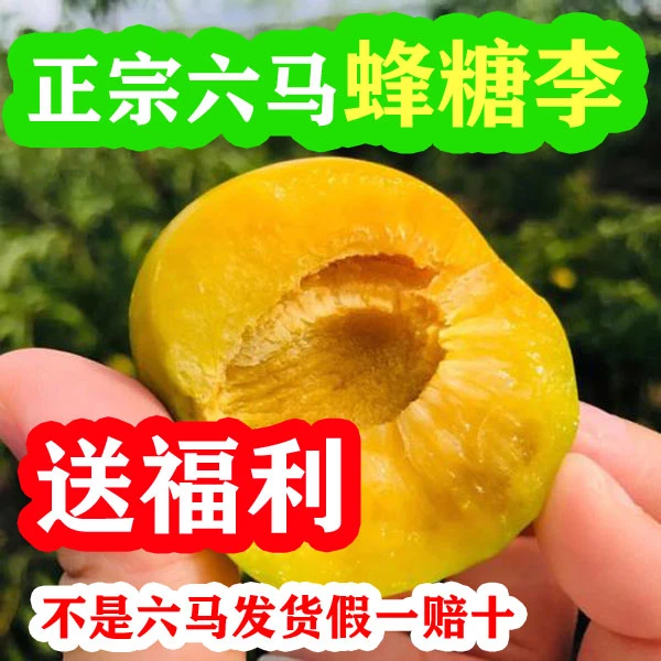 正宗贵州六马蜂糖李(大小果混合装) 新鲜现摘现发