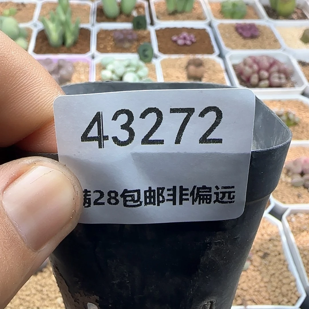 青***怀211.217.256。