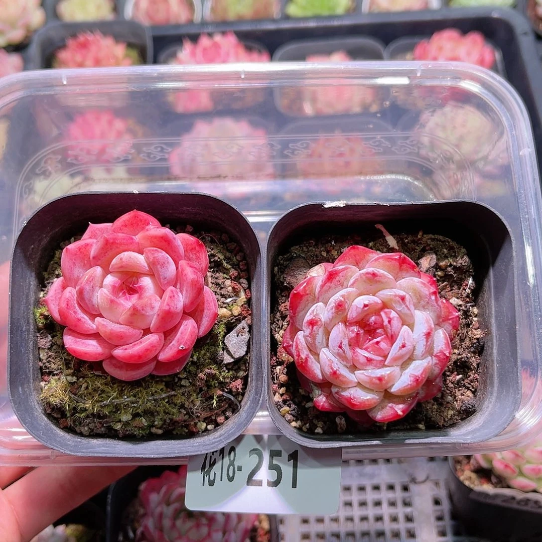 花利美18-251新品➕雪颜玉