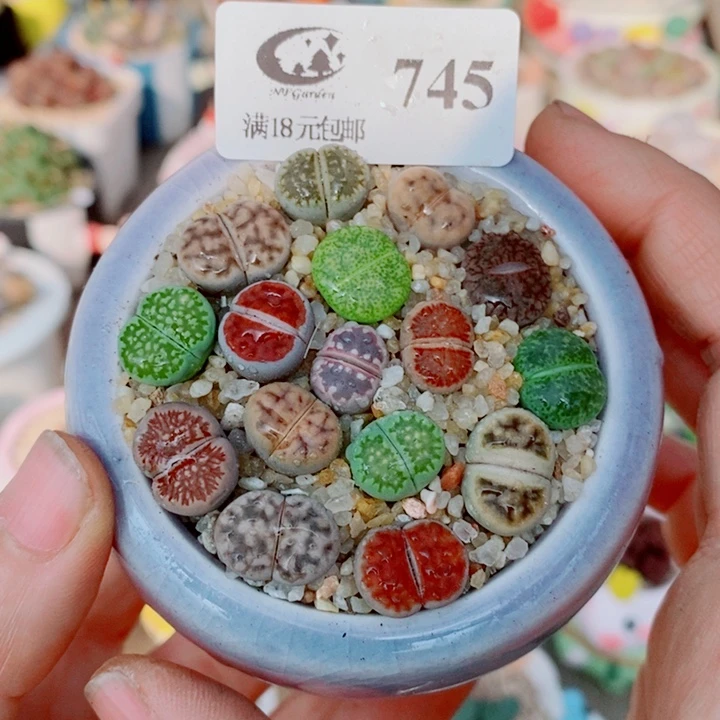 生石花花花花花花花745