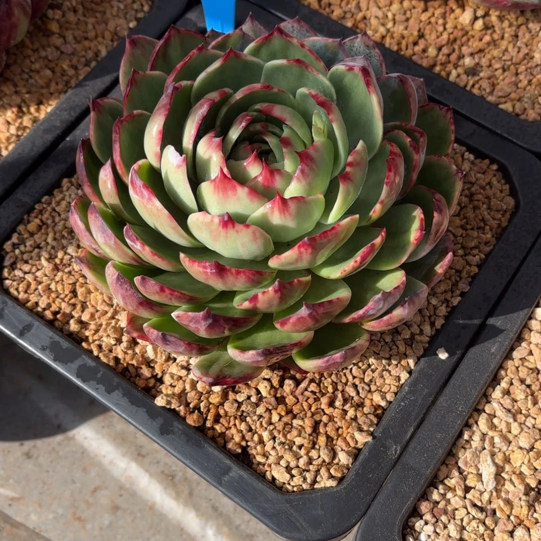 温***窝多肉惊鸿仙子温馨姐的寄养