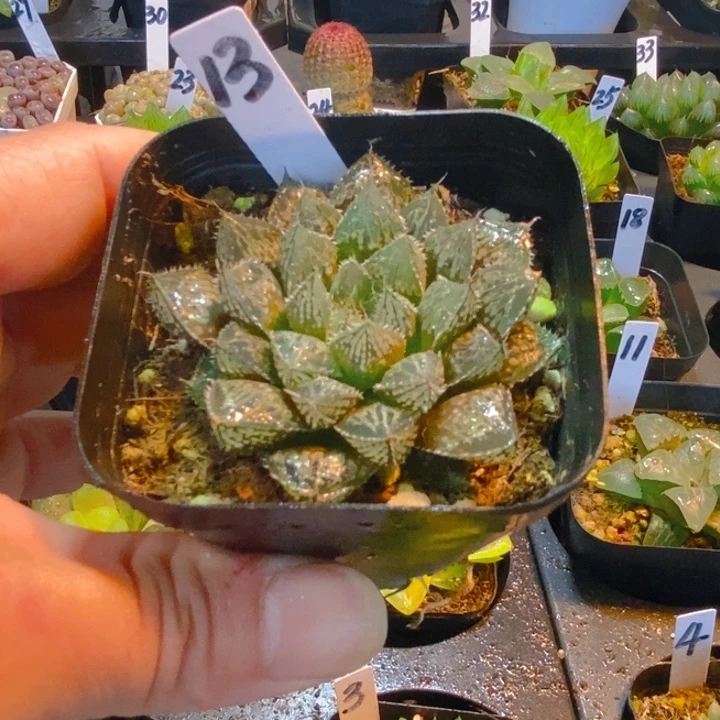 楼兰玉露多肉植物