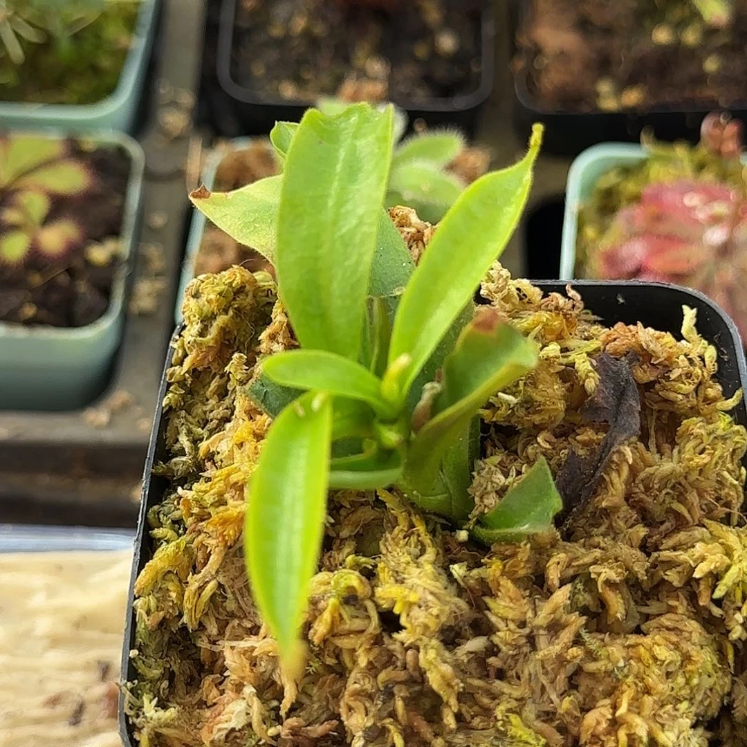 无花朵佛氏交神杯