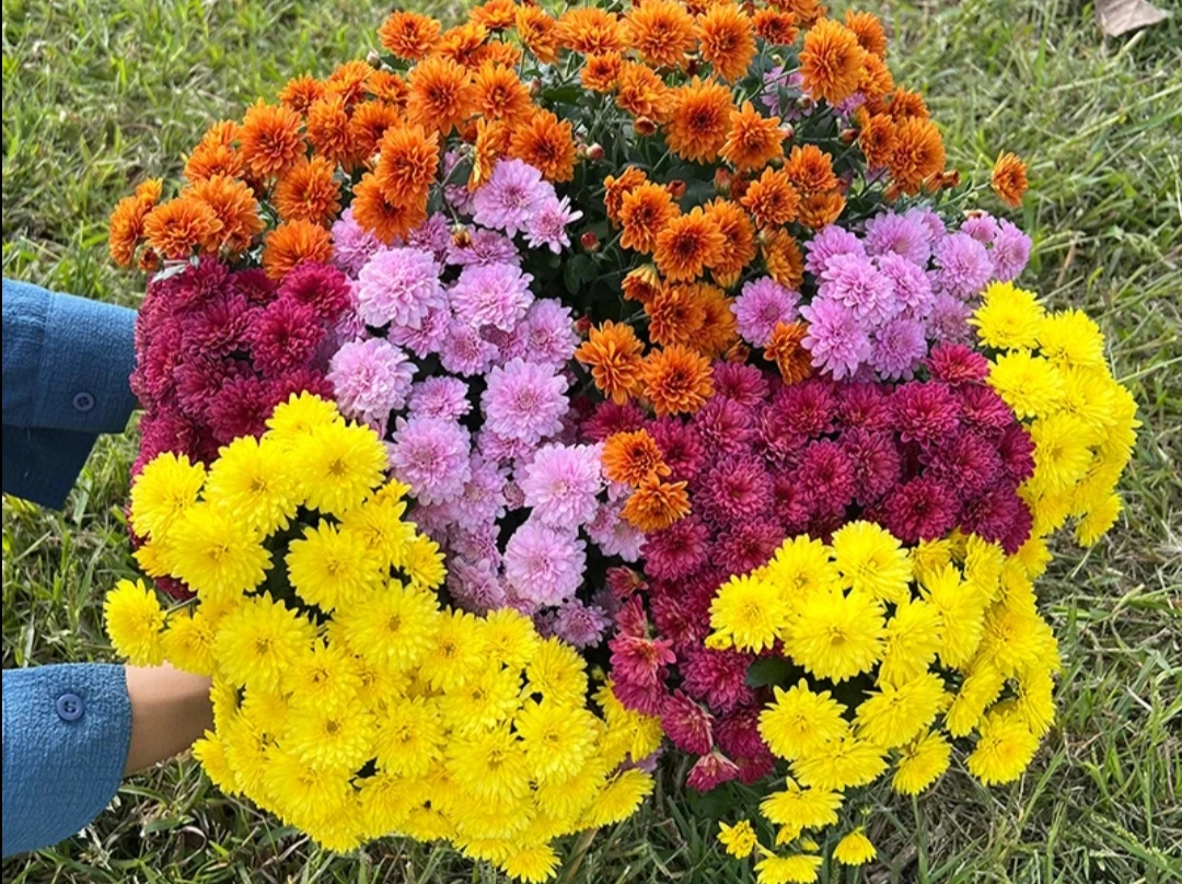 王小帅【彩球菊】盆栽四季开花室内外好养花卉