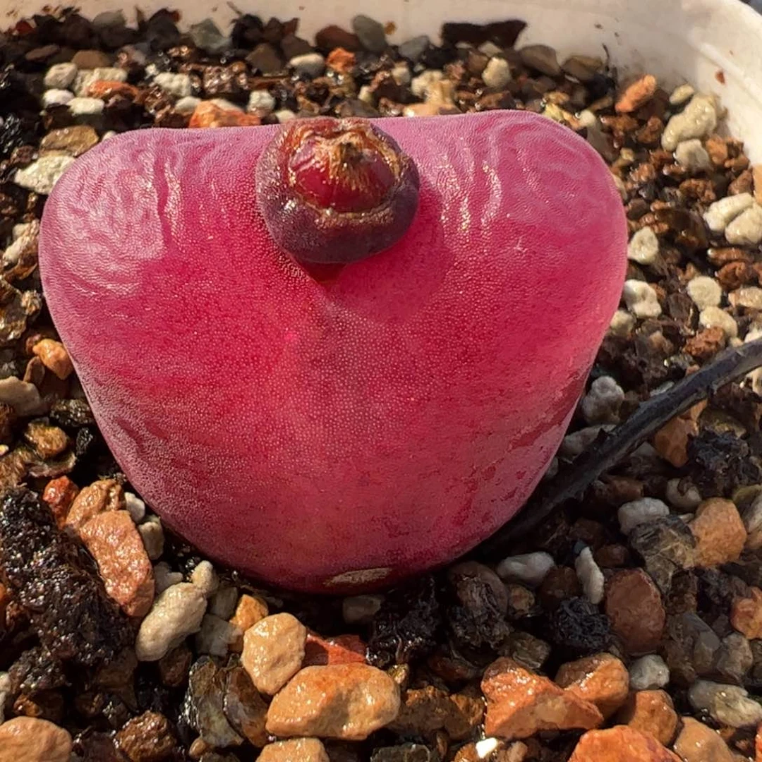 863多肉植物组合