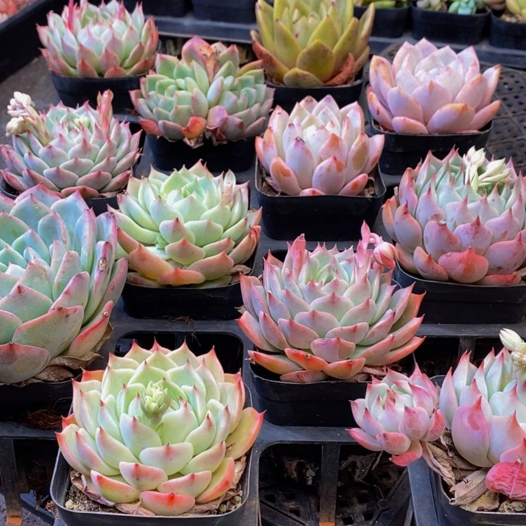 029多肉植物保护研究所所长