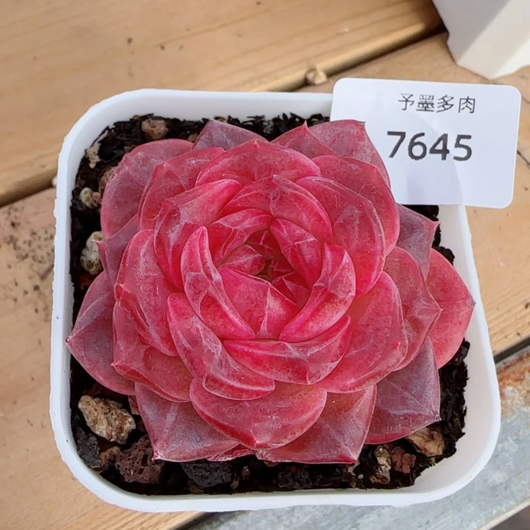 琥珀，7645多肉植物