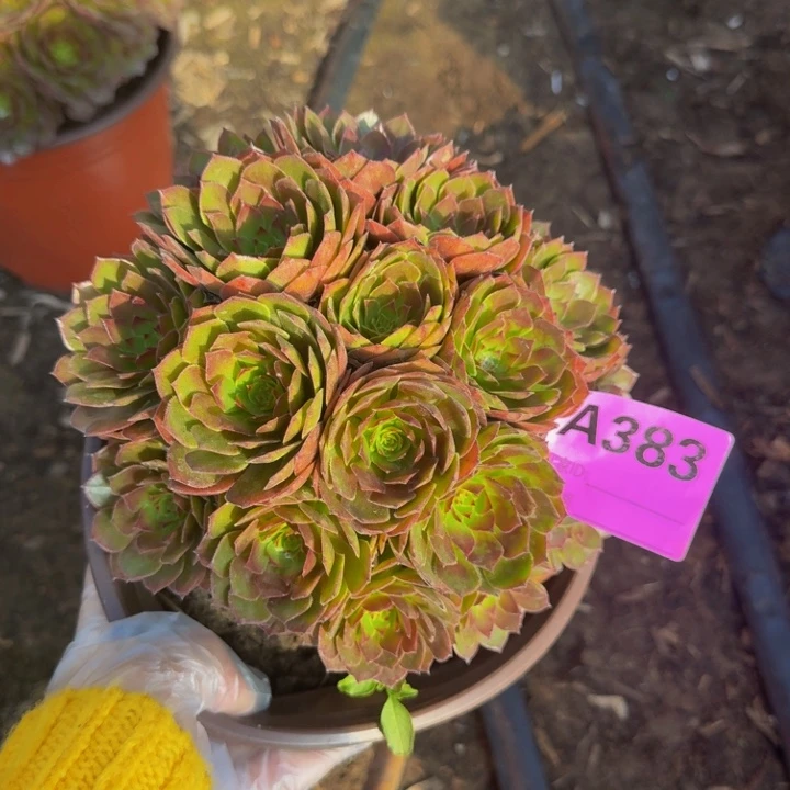 法师不包损383多肉桃花石