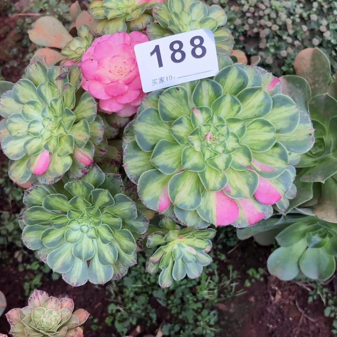 精品多肉植物188知否