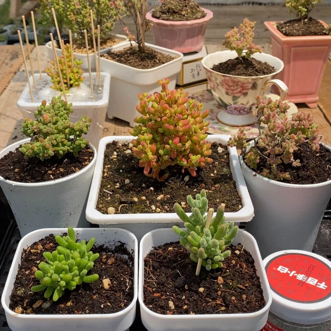 枝干番杏多肉植物961