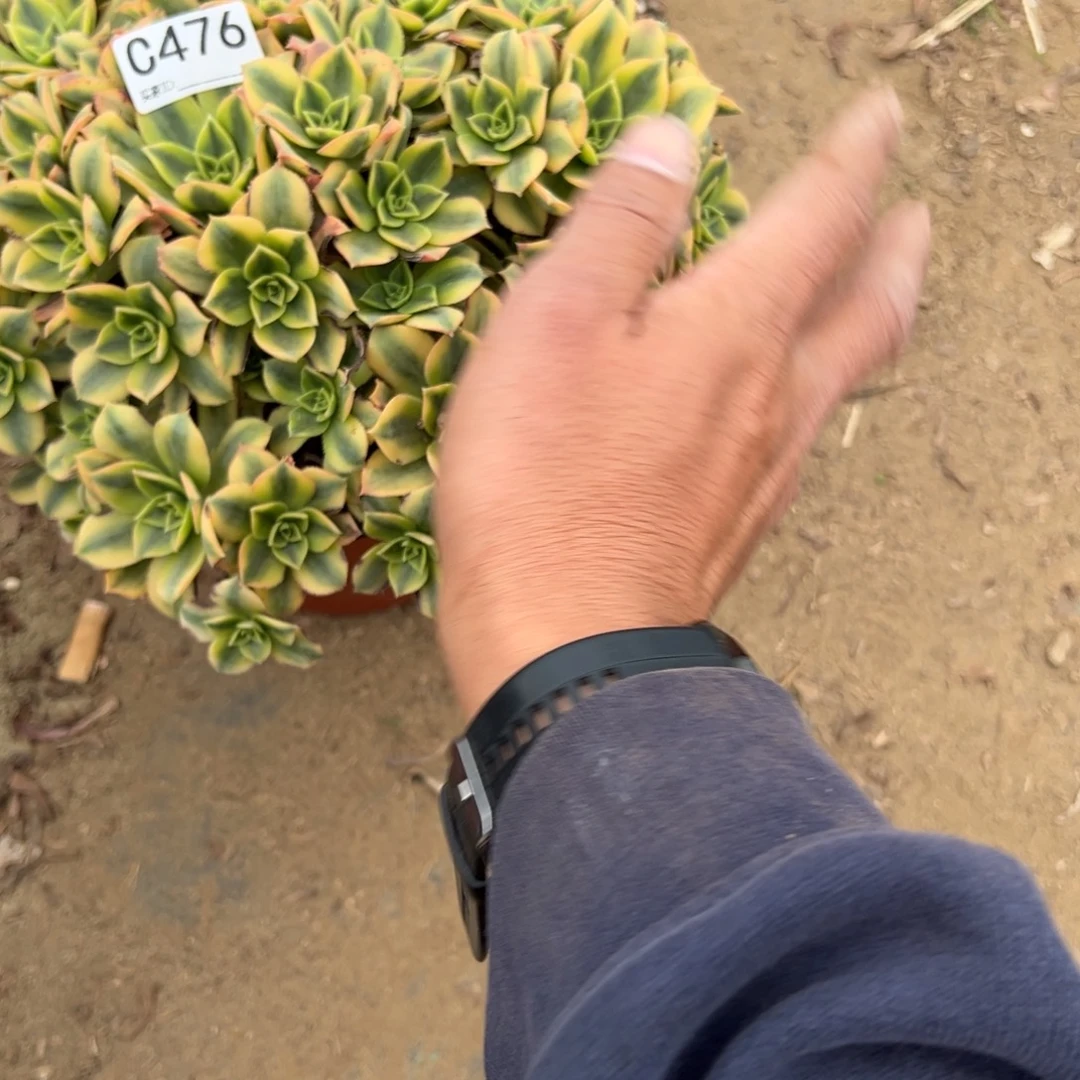 心***呀476星爆多肉植物法师