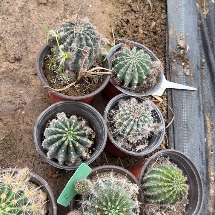 ꧁***꧂七个瑕疵球彩草20得