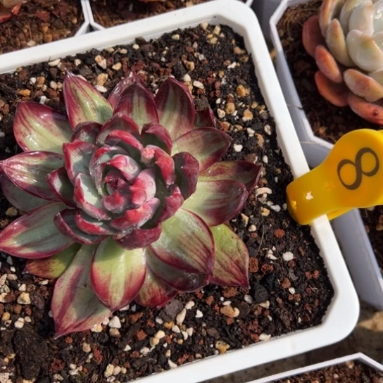 昼**雨8惊鸿仙子 夏鸣园艺