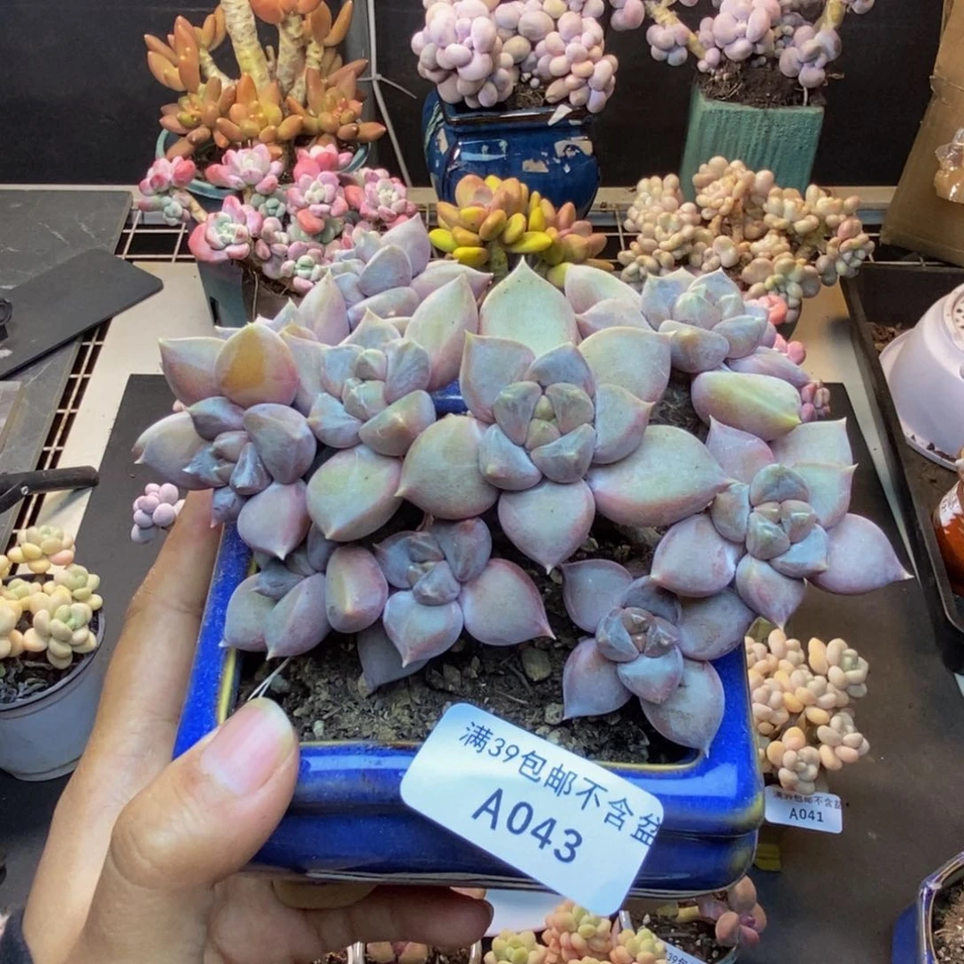 043象牙奶朵朵缀多肉9c m