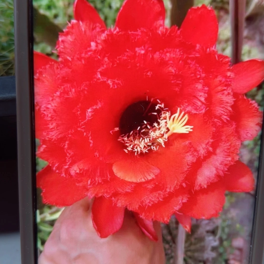 下82毛天狼星歪侧芽5公分左右20包邮