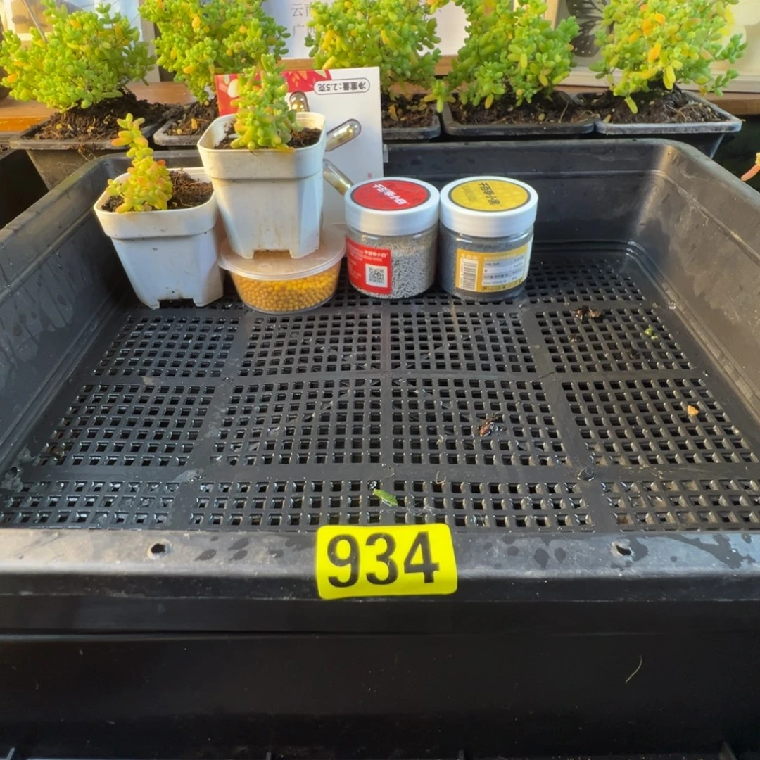 枝干番杏多肉植物934