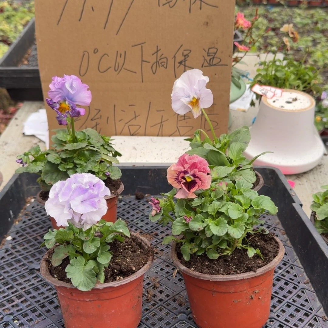 大部分花苞少量开放32